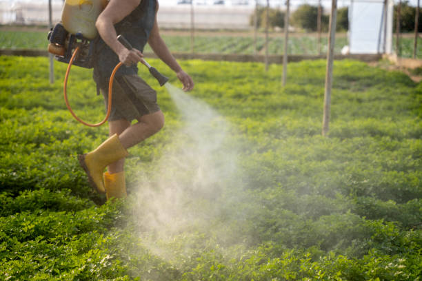 Best Wasp Removal Services  in Vail, AZ