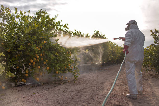 Best Local Pest Control Services  in Vail, AZ