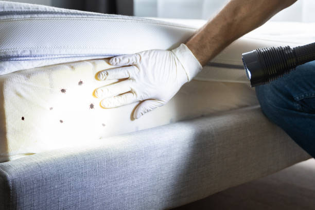 Best Cockroach Control Services  in Vail, AZ