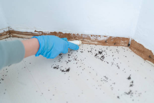 Best Pest Prevention Services  in Vail, AZ